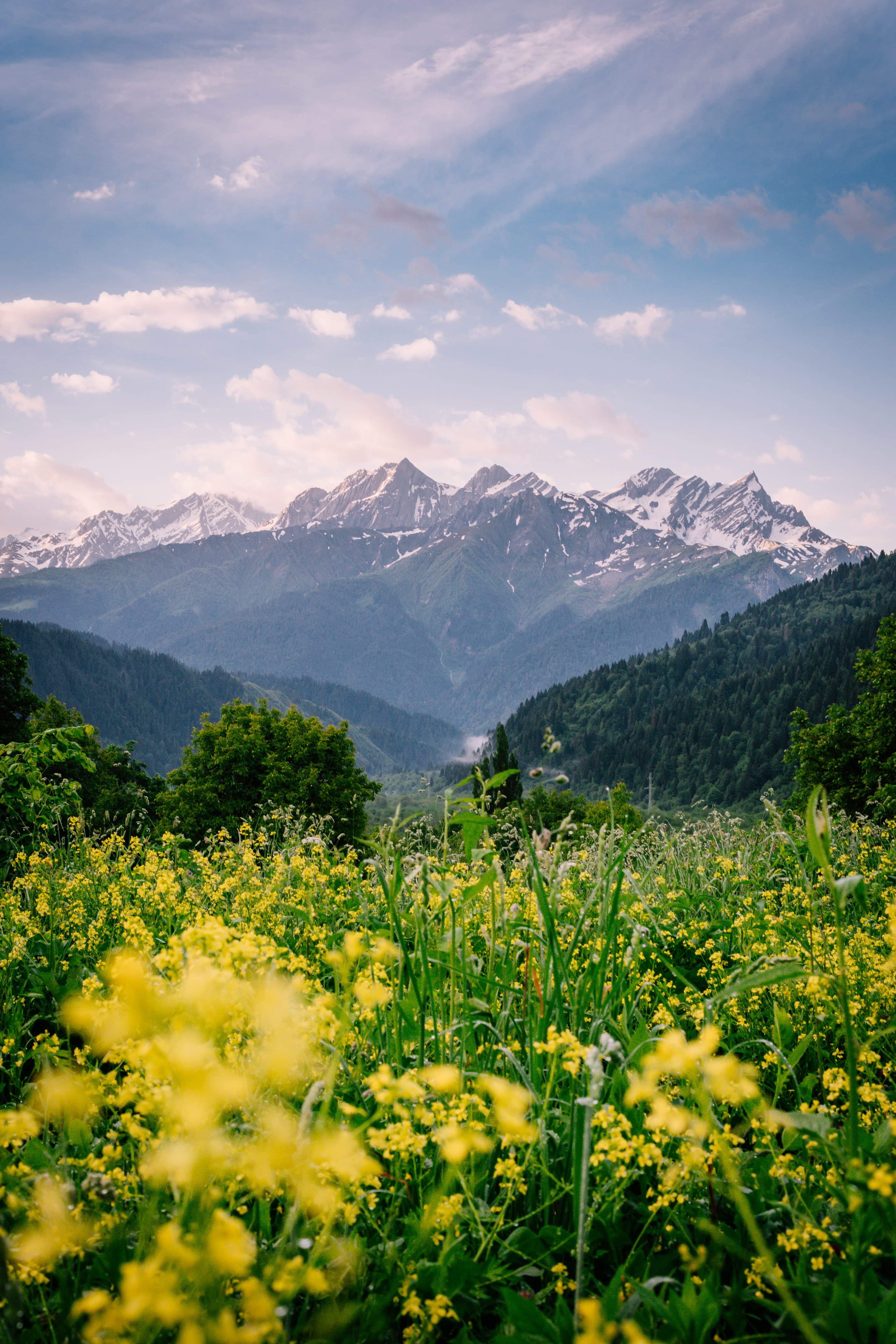 Wildflower meadow and Caucasus peaks in the Racha wine region